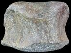 Hadrosaur Toe Bone - Alberta (Disposition #-) #71670-1